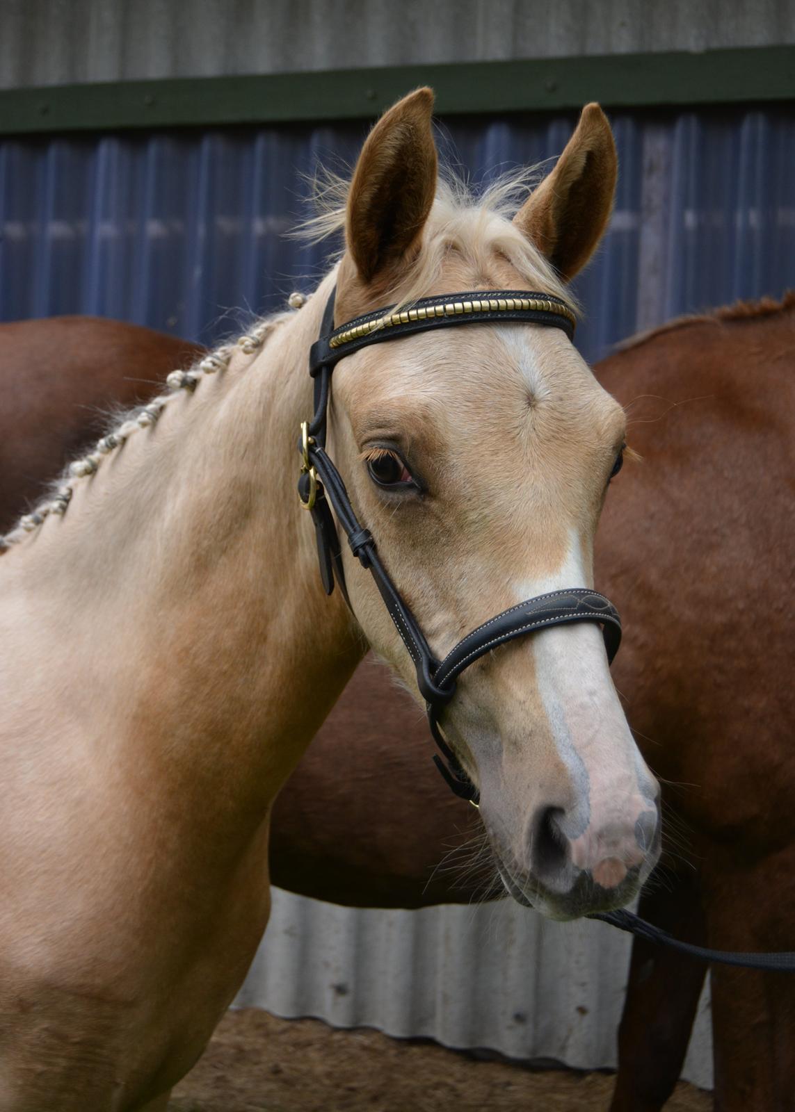 DSP Lykkebo Cayla billede 30