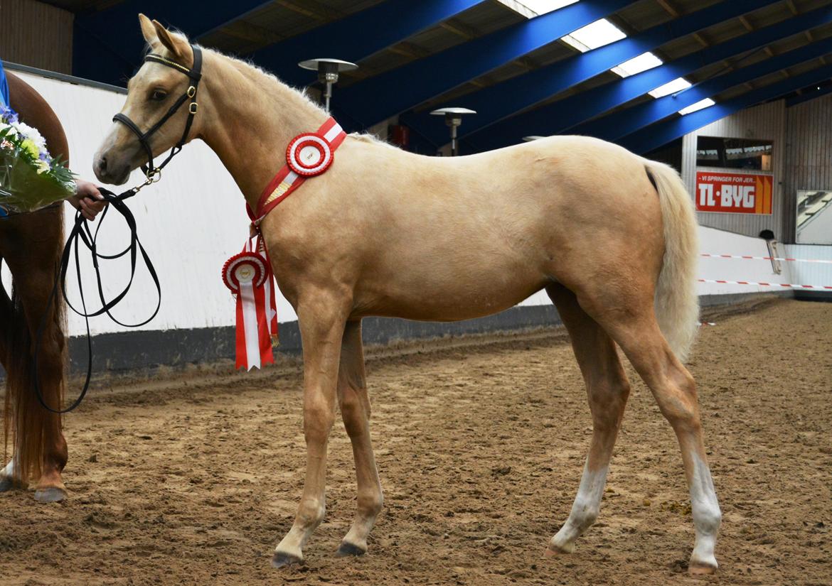 DSP Lykkebo Cayla billede 1