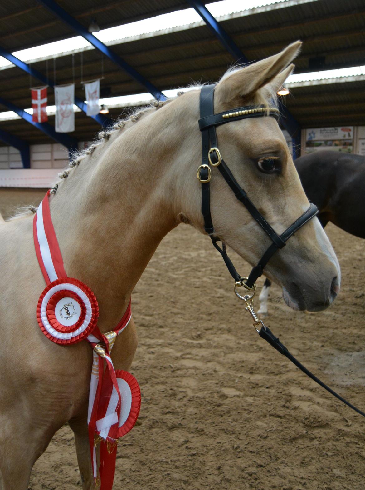 DSP Lykkebo Cayla billede 34