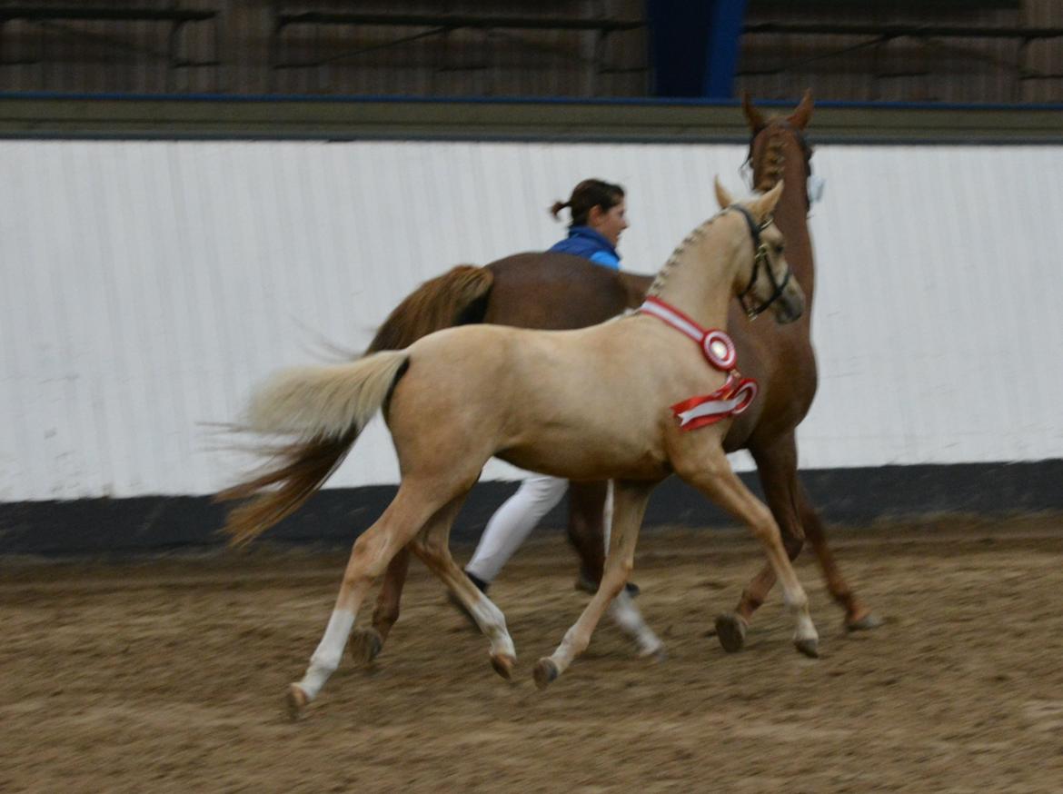 DSP Lykkebo Cayla billede 36