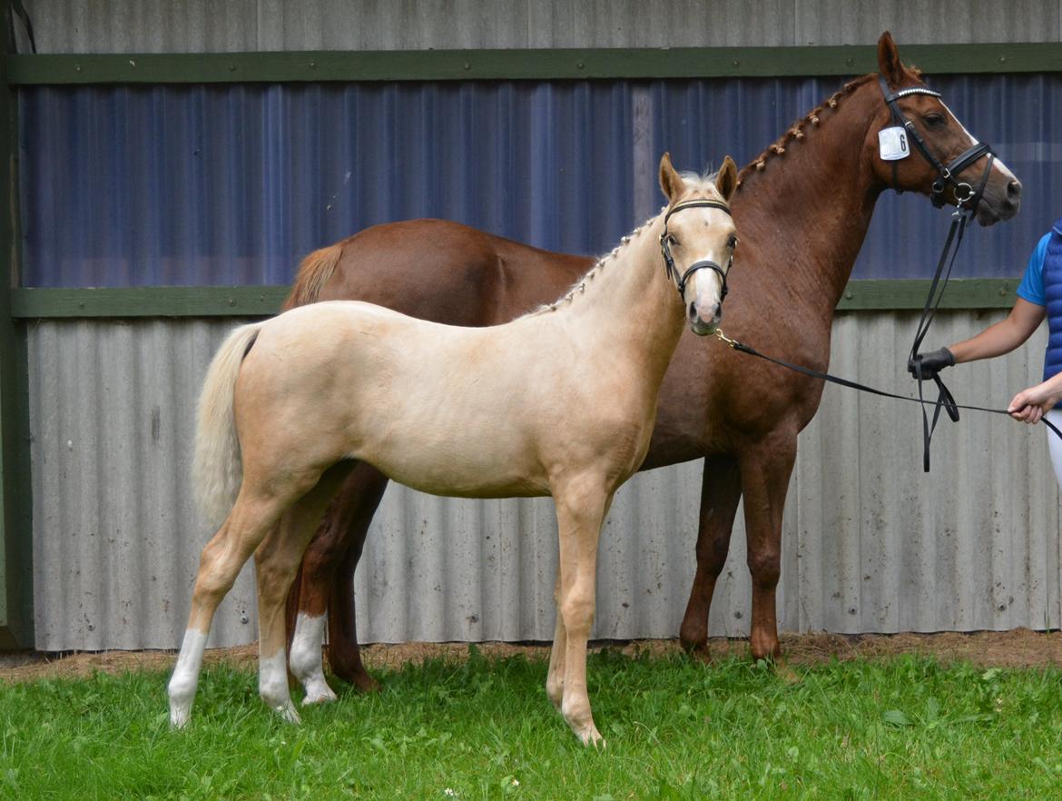 DSP Lykkebo Cayla billede 26