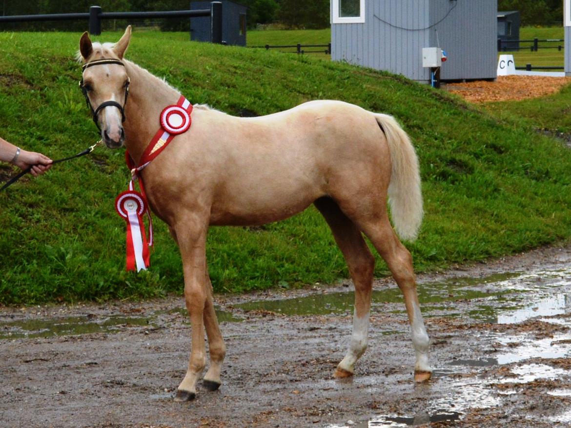 DSP Lykkebo Cayla billede 38