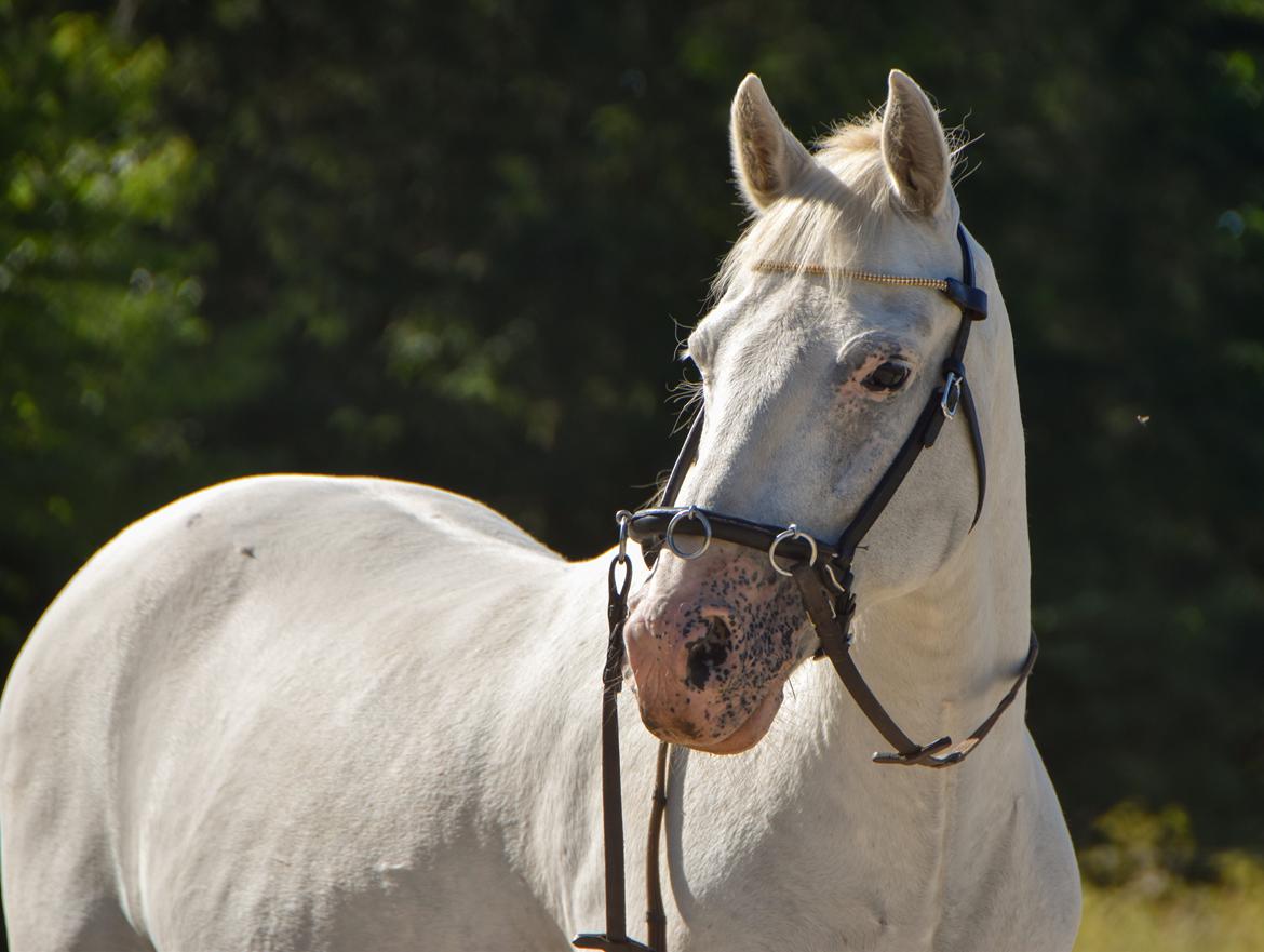 Anden særlig race Peter Plys - Smukke Plys. Foto af Maiken, Juli2015 billede 9