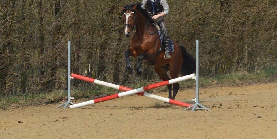 Dansk Varmblod Lillelunds Cheval (Heidi) billede 10