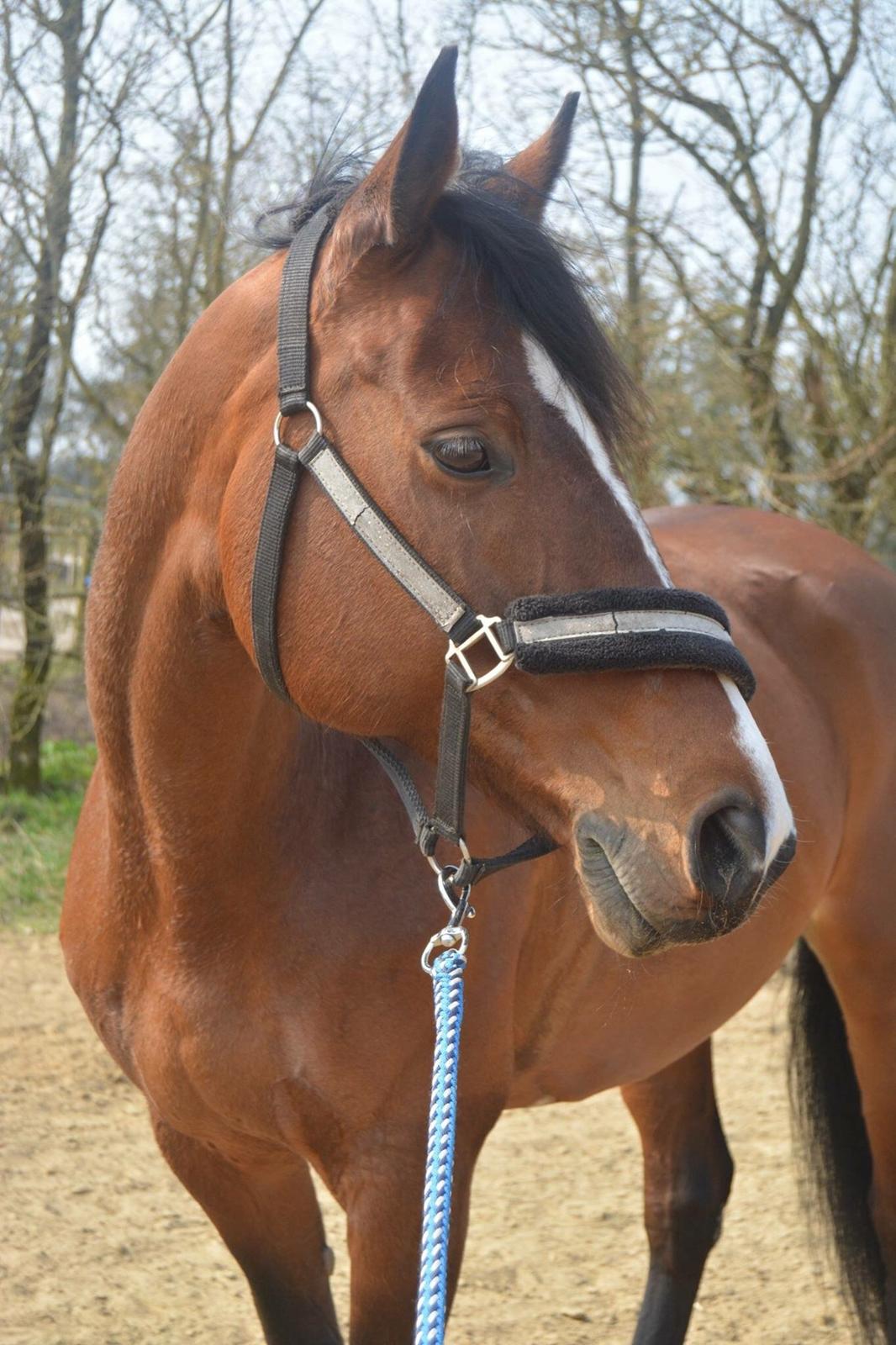 Dansk Varmblod Lillelunds Cheval (Heidi) billede 13