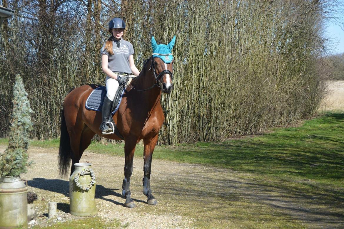Dansk Varmblod Lillelunds Cheval (Heidi) billede 14