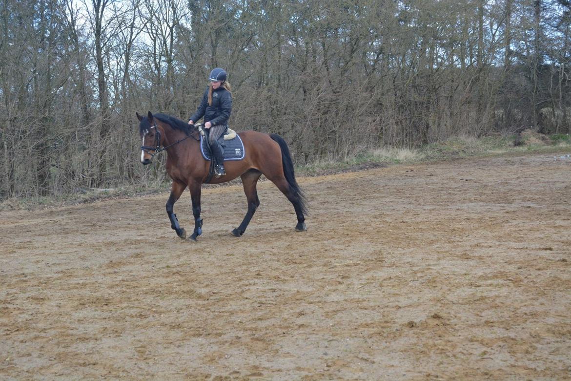 Dansk Varmblod Lillelunds Cheval (Heidi) billede 11