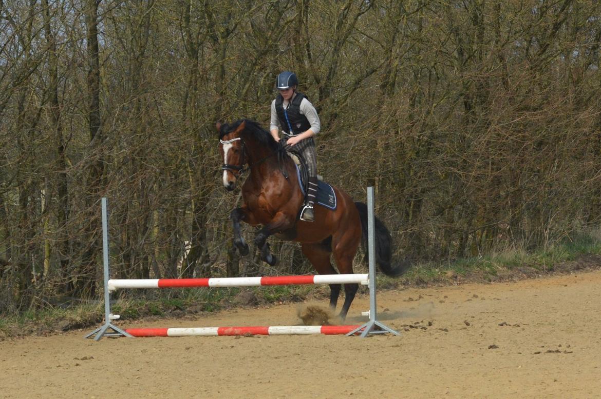 Dansk Varmblod Lillelunds Cheval (Heidi) billede 18