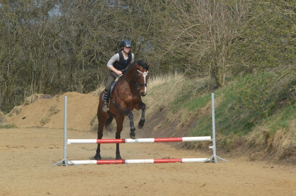 Dansk Varmblod Lillelunds Cheval (Heidi) billede 16