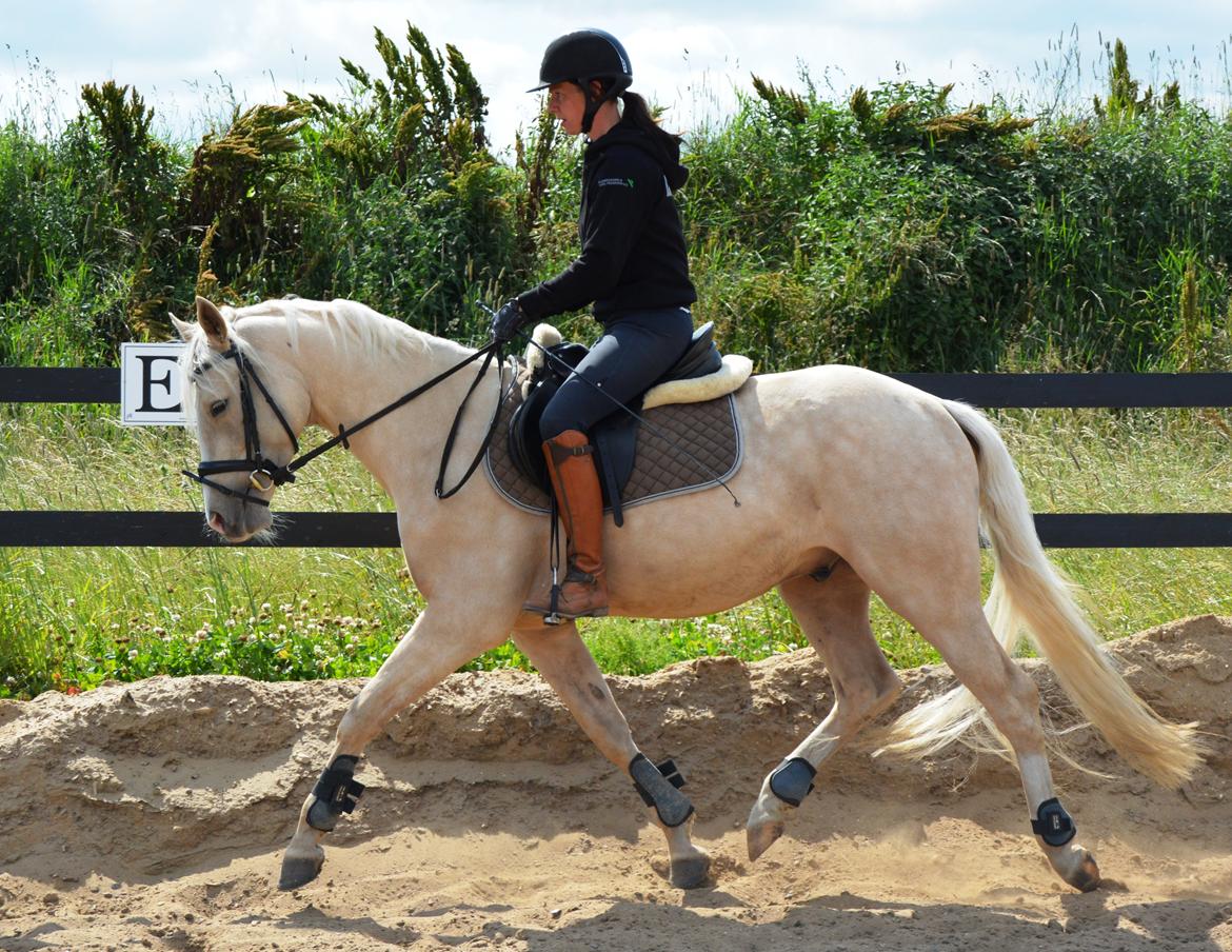 DSP Lykkebo Concordio billede 23