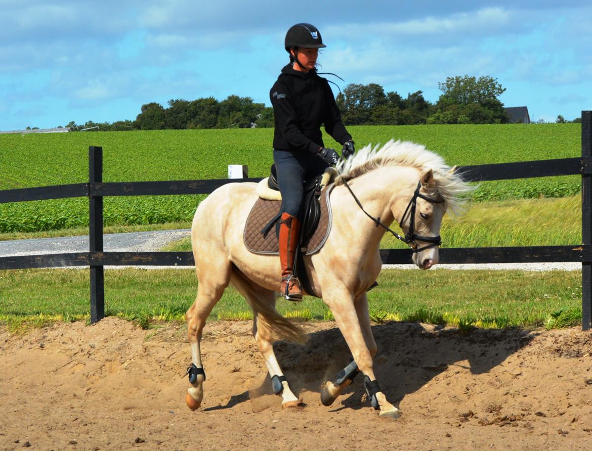 DSP Lykkebo Concordio billede 26