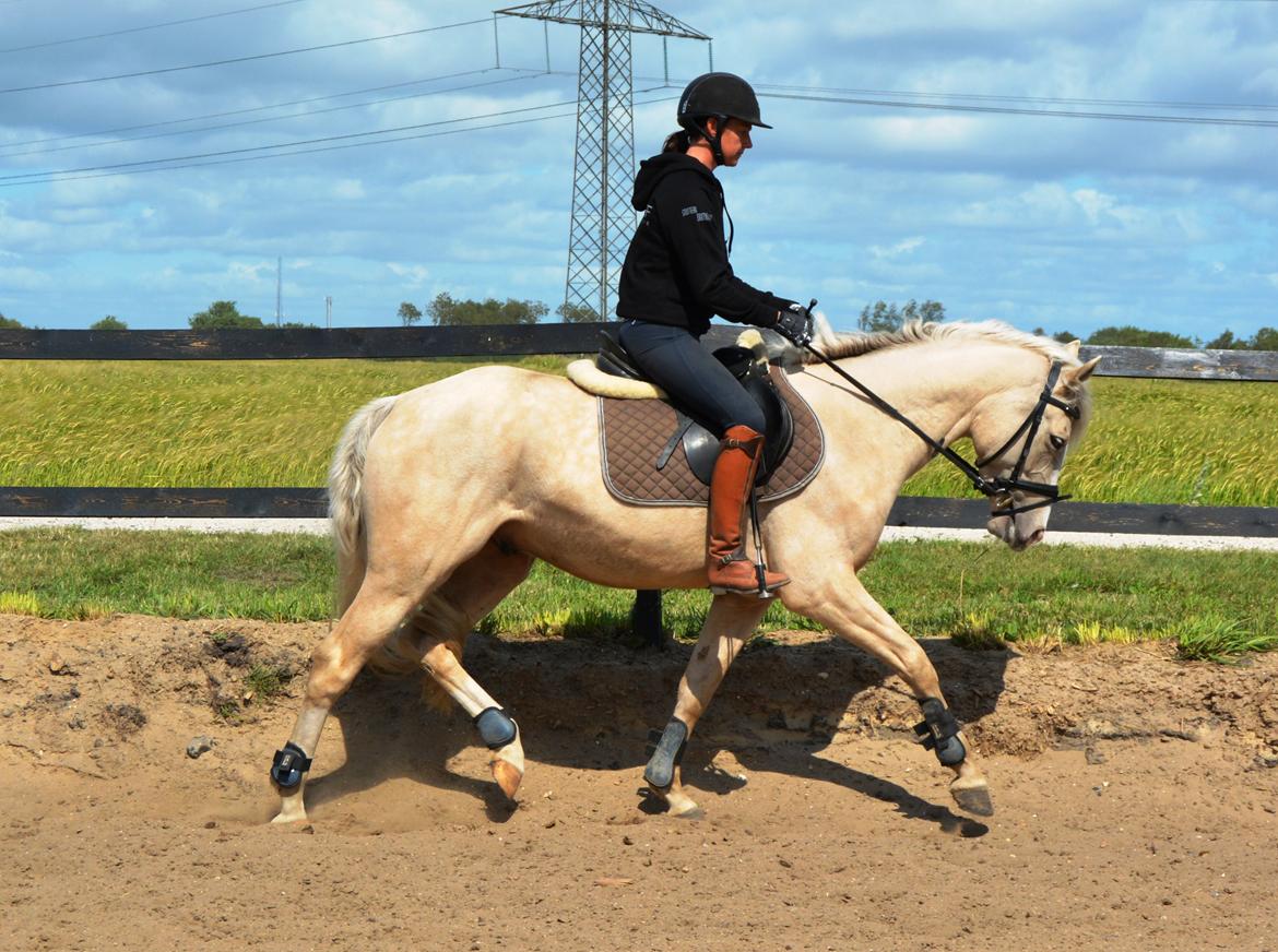 DSP Lykkebo Concordio billede 27