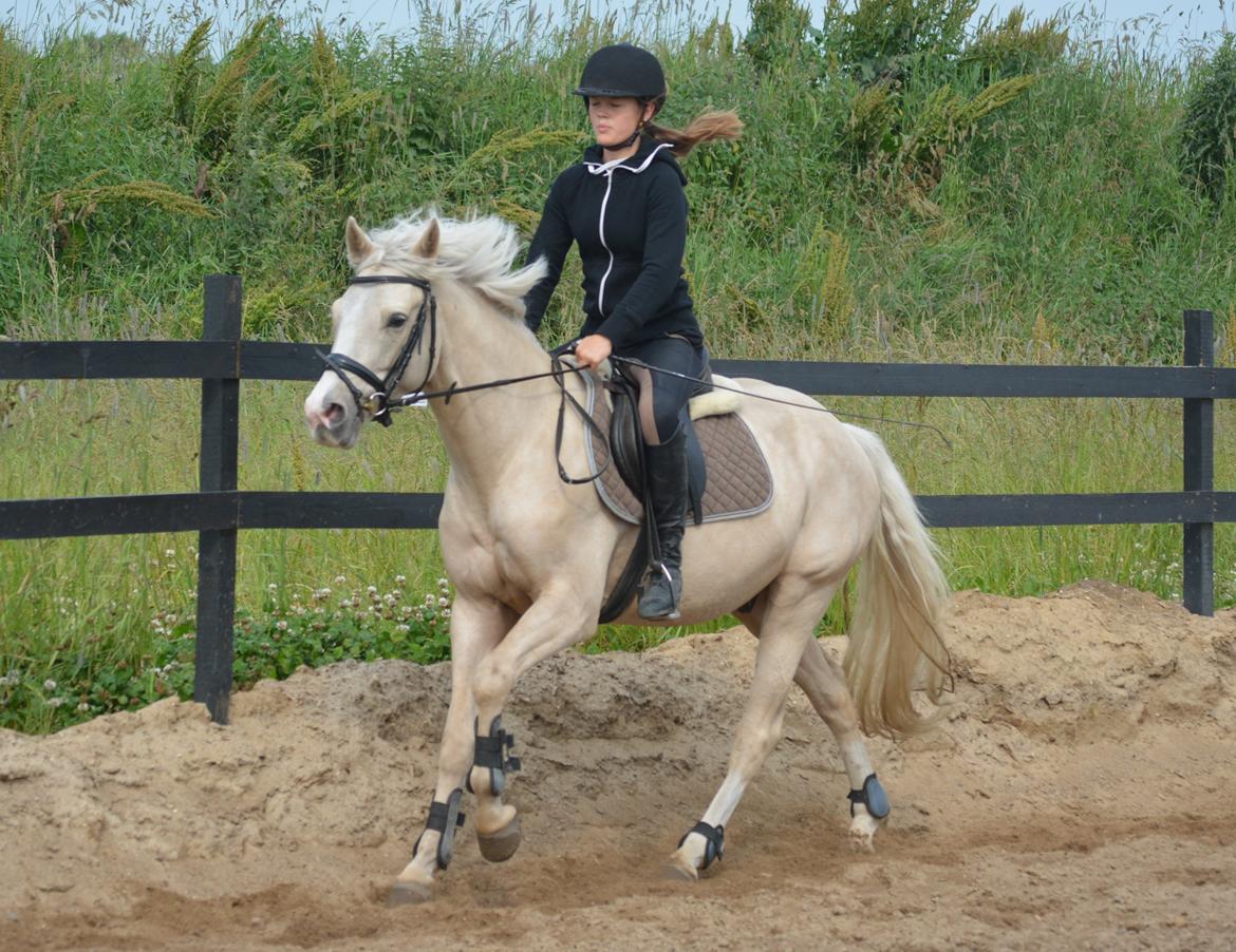 DSP Lykkebo Concordio billede 30