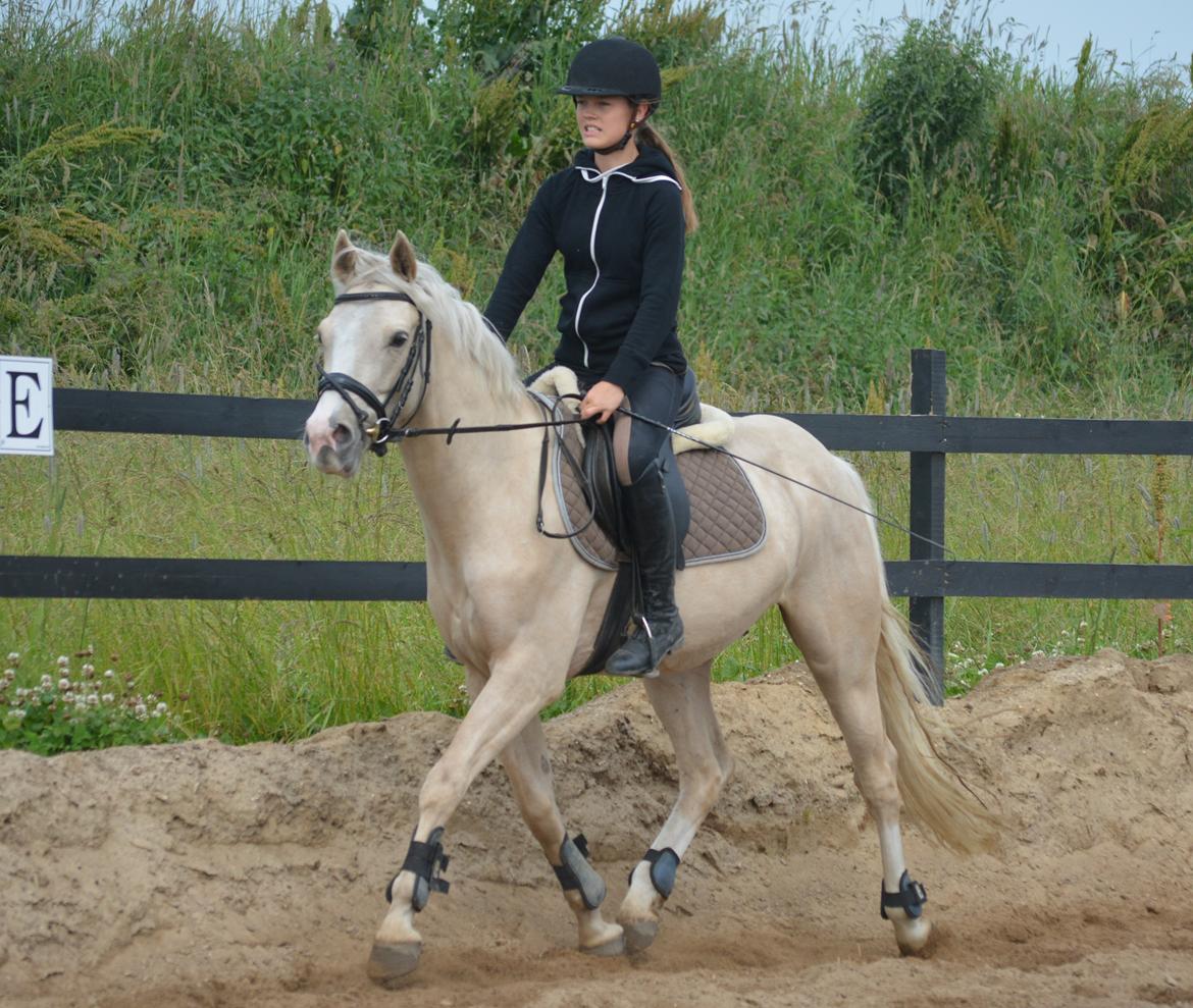 DSP Lykkebo Concordio billede 29