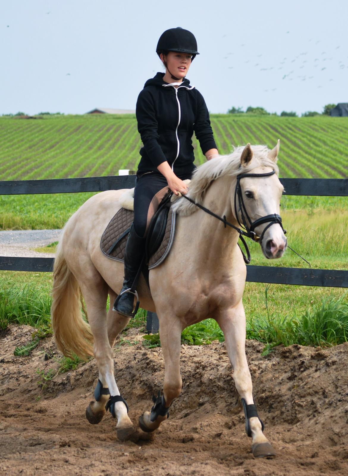 DSP Lykkebo Concordio billede 32