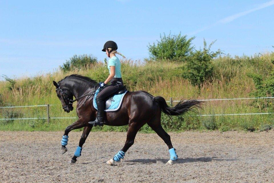 Welsh Partbred (Sec F) Laibek's Fulton - "B" pony !!!! - træning der hjemme billede 12