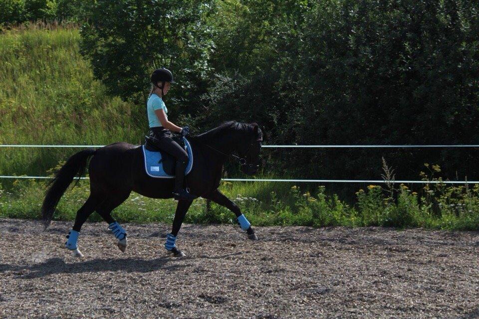 Welsh Partbred (Sec F) Laibek's Fulton - "B" pony !!!! billede 19