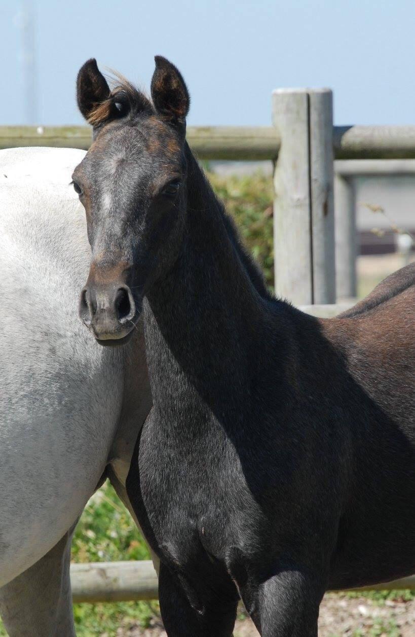DSP SØGAARDS MR. GREY MOON billede 19