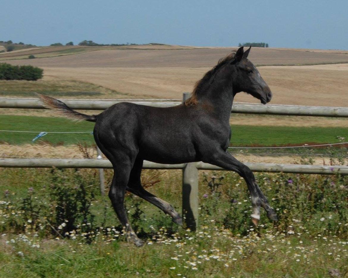 DSP SØGAARDS MR. GREY MOON billede 20