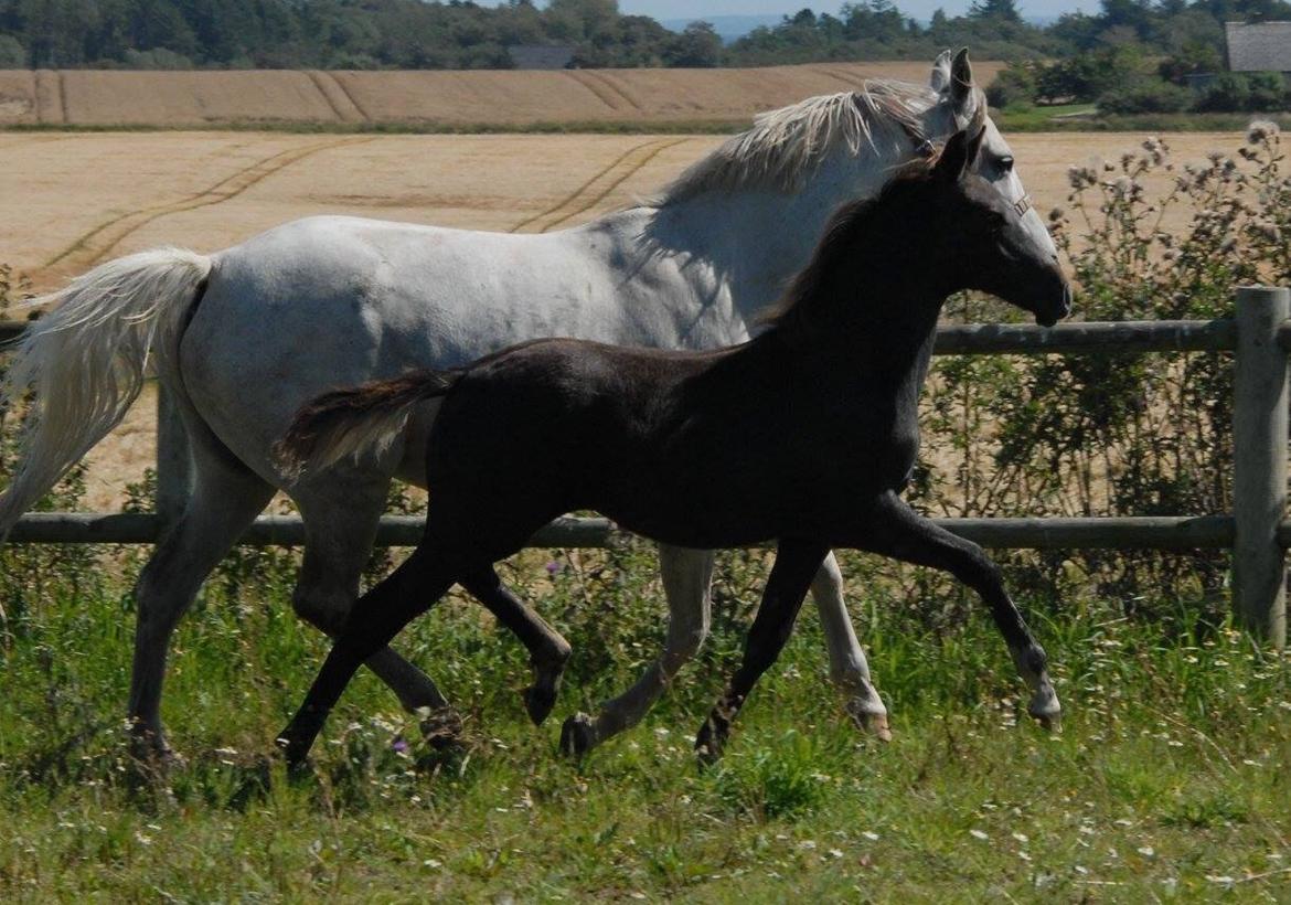 DSP SØGAARDS MR. GREY MOON billede 21