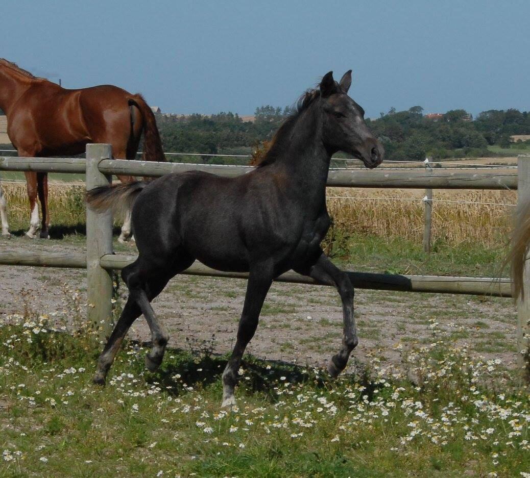 DSP SØGAARDS MR. GREY MOON billede 22