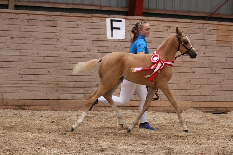 DSP First Petite Nobility - æresrunde billede 15