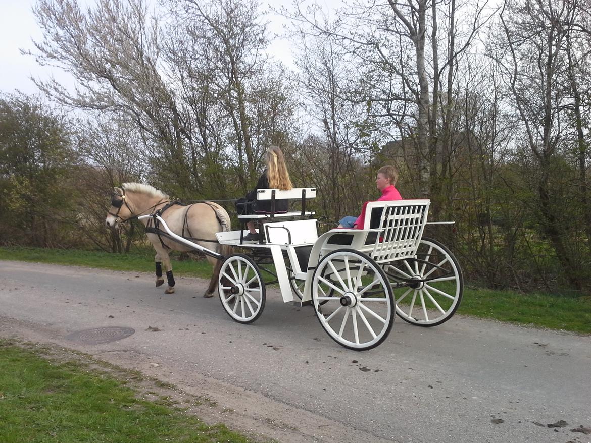 Fjordhest KALIF billede 5