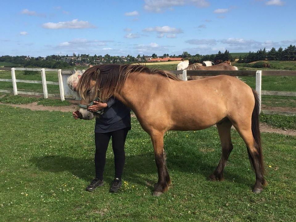 Anden særlig race Spirit  - Billede lånt af Anne mette ;)  billede 4