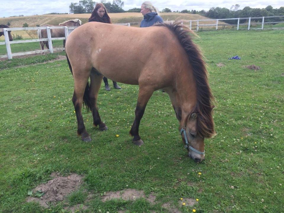 Anden særlig race Spirit  - Billede lånt af Anne mette ;)  billede 6