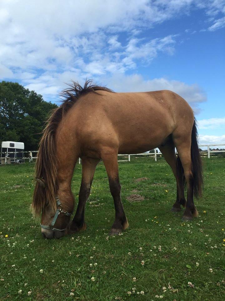 Anden særlig race Spirit  - Billede lånt af Anne mette ;)  billede 7