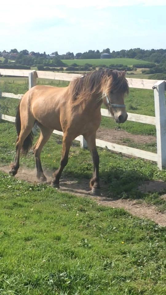 Anden særlig race Spirit  - Billede lånt af Anne mette ;)  billede 8