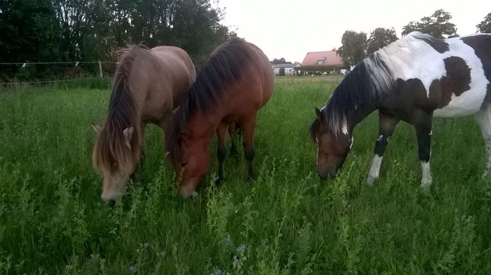 Anden særlig race Spirit  - Spirit i sin nye flok ;)  billede 10