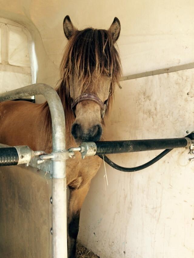 Anden særlig race Spirit  - På vej hjem til mig. Billedet er lånt af Anne mette ;) billede 13