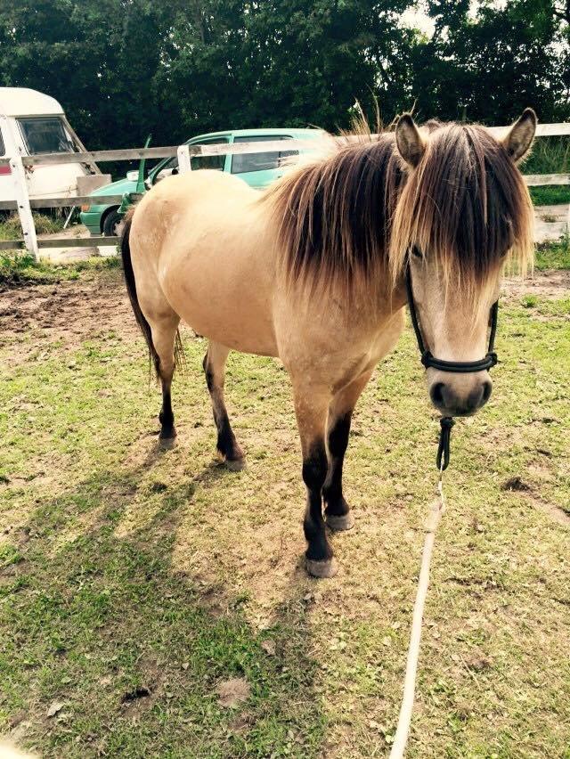 Anden særlig race Spirit  - Billede lånt af Anne mette ;)  Smukke Spirit ;) billede 16