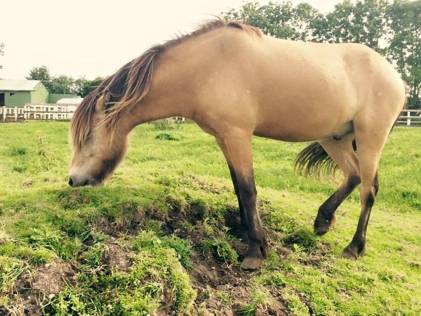 Anden særlig race Spirit  - Billede lånt af Anne mette ;)  billede 1