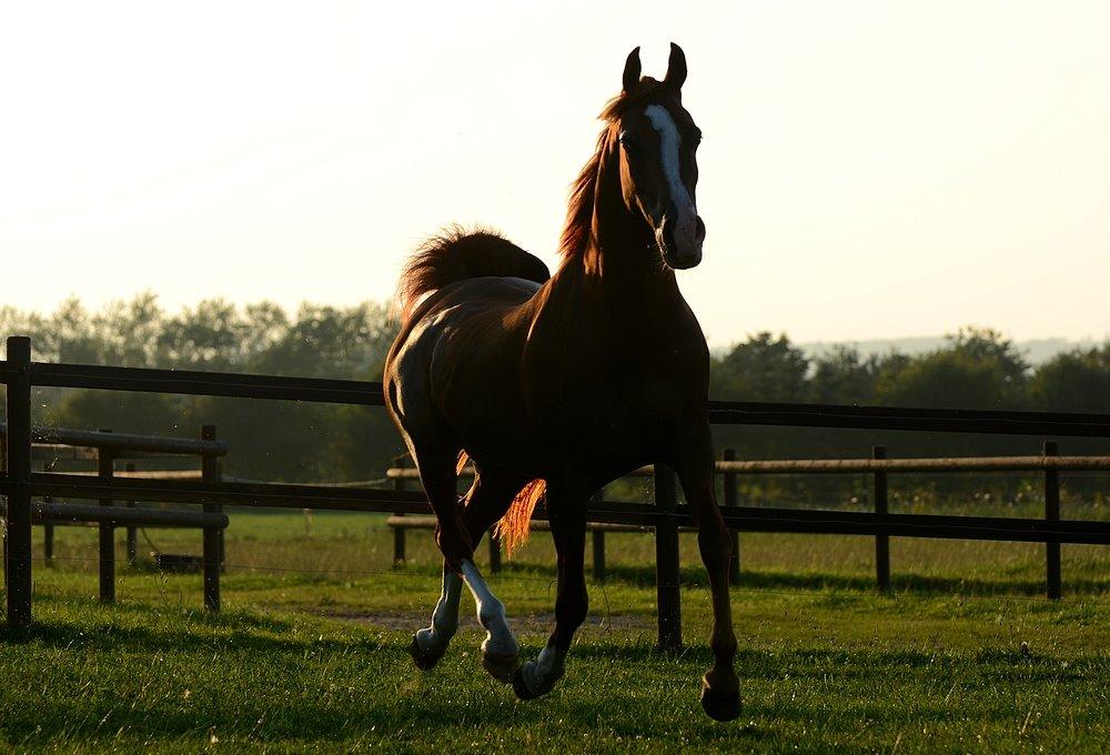 Arabisk fuldblod (OX) Itaya El Shaklan - d. 19 August 2015. Smukke Itaya <3 Elsker den hest meget højt <3 billede 27