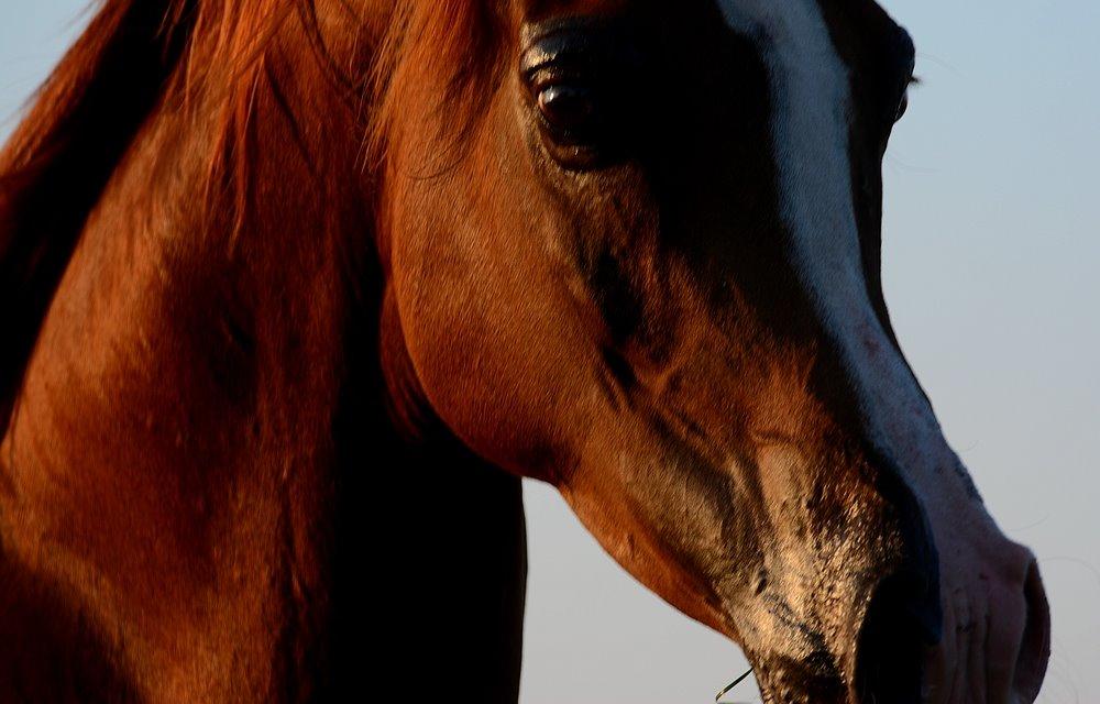 Arabisk fuldblod (OX) Itaya El Shaklan - d. 19 August 2015. Smukke Itaya <3 Elsker den hest meget højt <3 billede 14