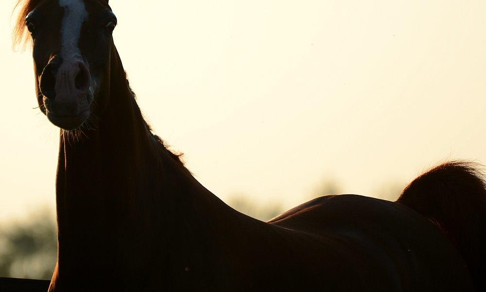 Arabisk fuldblod (OX) Itaya El Shaklan - d. 19 August 2015. Smukke Itaya <3 Elsker den hest meget højt <3 billede 15