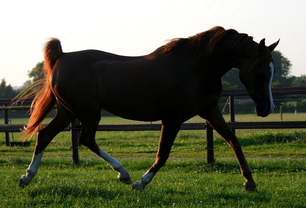 Arabisk fuldblod (OX) Itaya El Shaklan - d. 19 August 2015. Smukke Itaya <3 Elsker den hest meget højt <3 billede 17