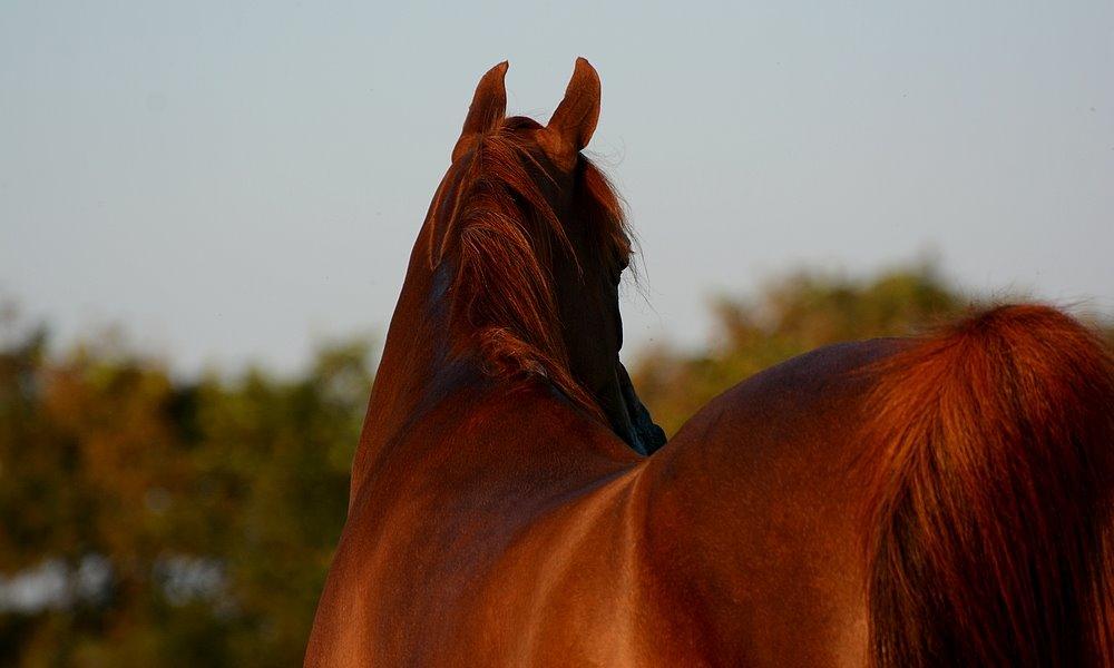 Arabisk fuldblod (OX) Itaya El Shaklan - d. 19 August 2015. Smukke Itaya <3 Elsker den hest meget højt <3 billede 36