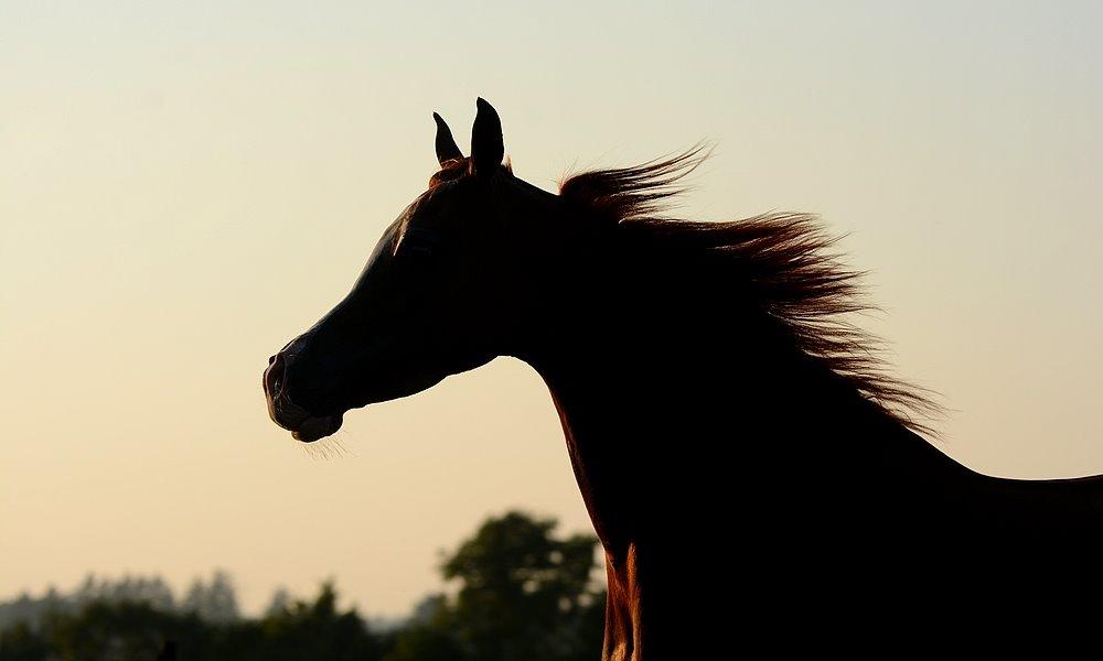 Arabisk fuldblod (OX) Itaya El Shaklan - d. 19 August 2015. Smukke Itaya <3 Elsker den hest meget højt <3 billede 40