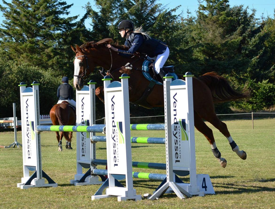 Dansk Varmblod Alsace pilekær billede 1