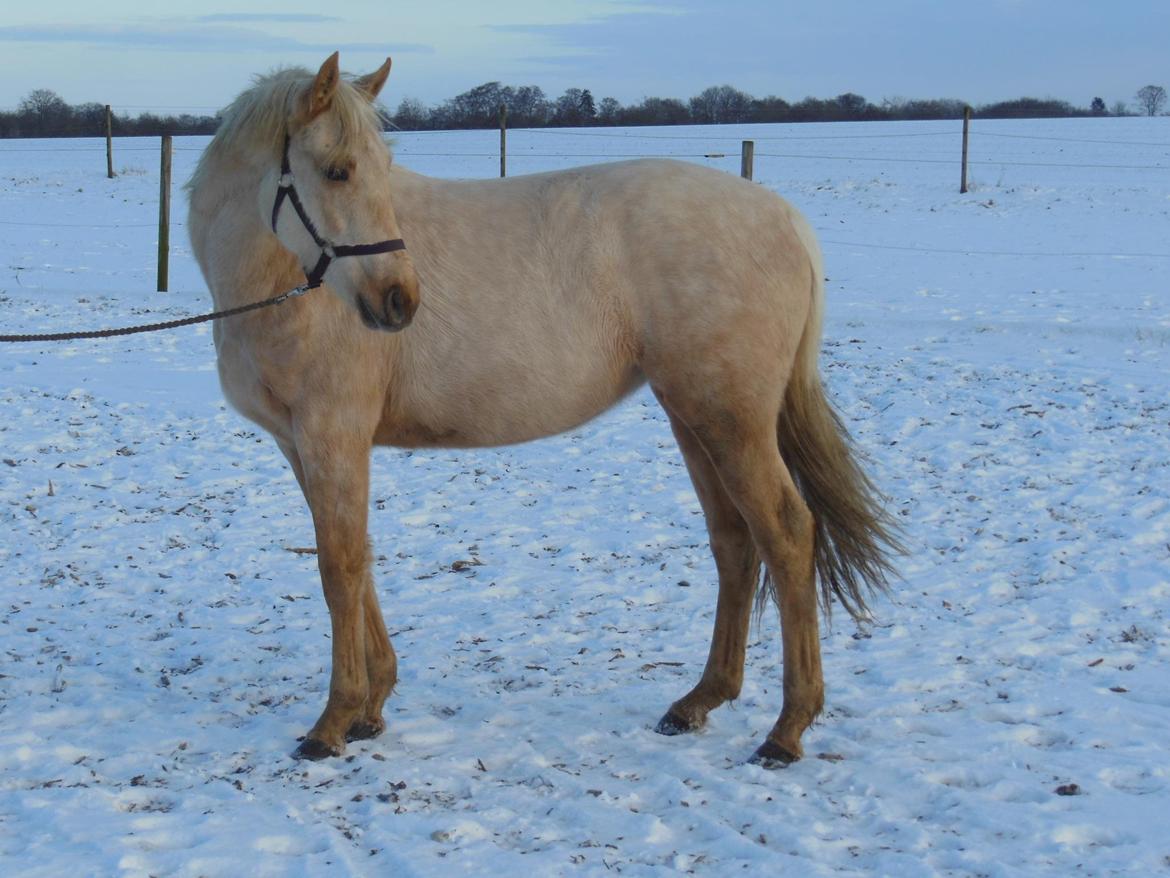 Palomino Lillelunds Pandora billede 10