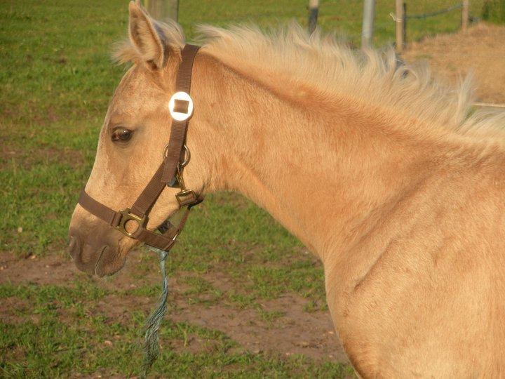 Palomino Lillelunds Pandora billede 5