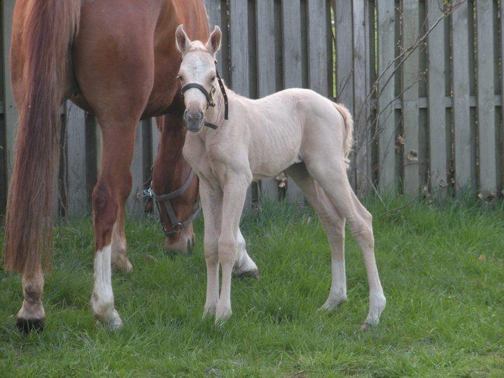 Palomino Lillelunds Pandora billede 4