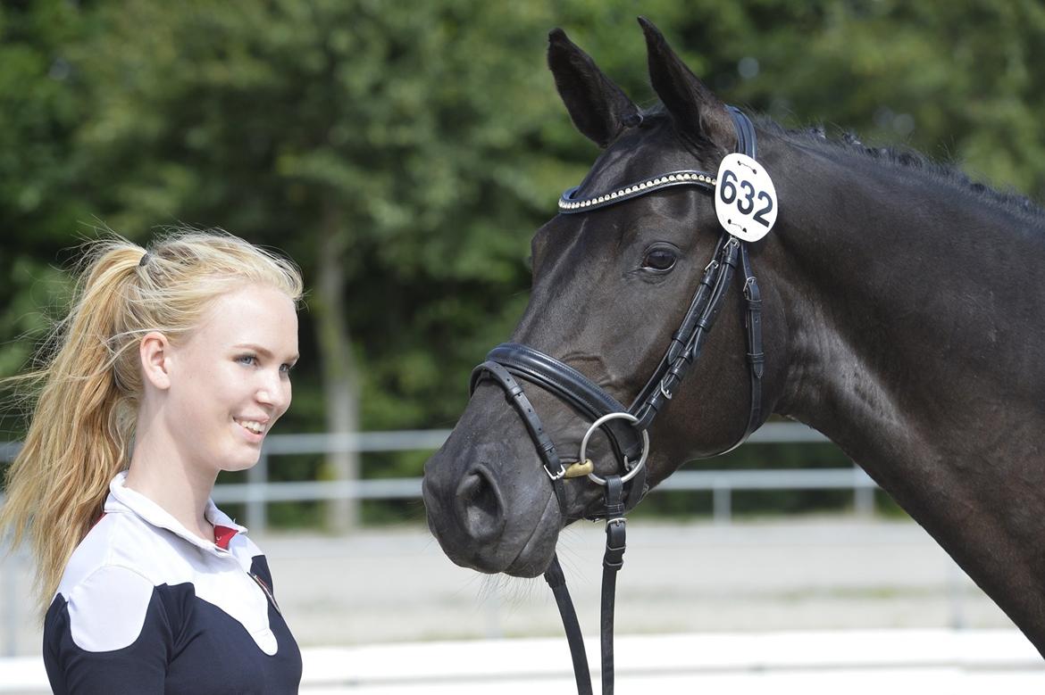 Dansk Varmblod Candie billede 3