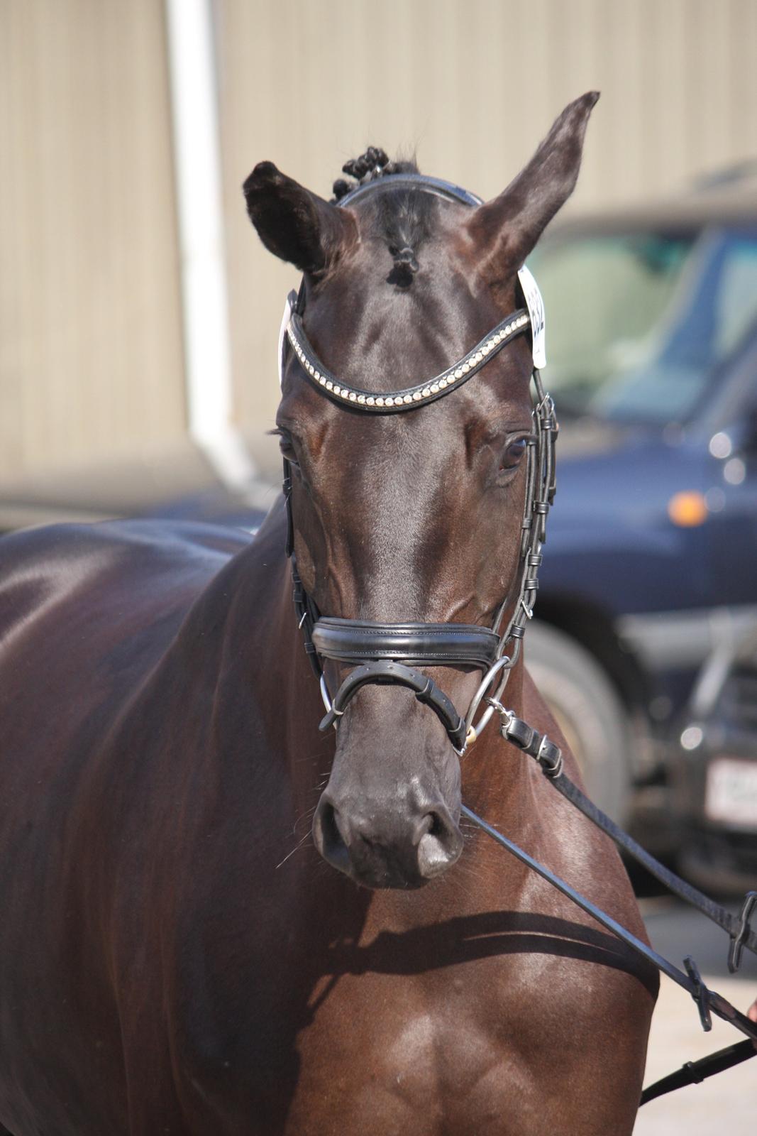 Dansk Varmblod Candie billede 1