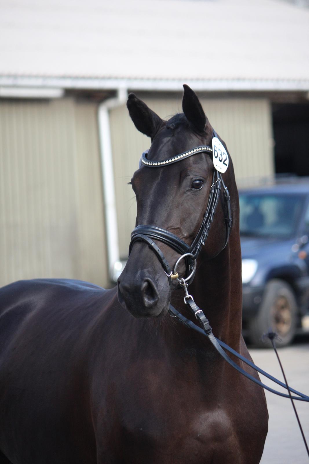 Dansk Varmblod Candie billede 2