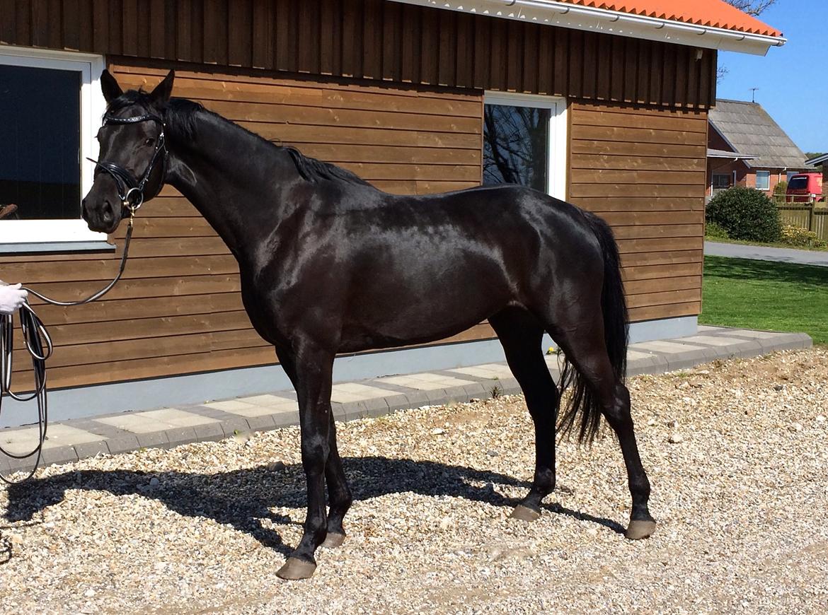 Dansk Varmblod Candie billede 6