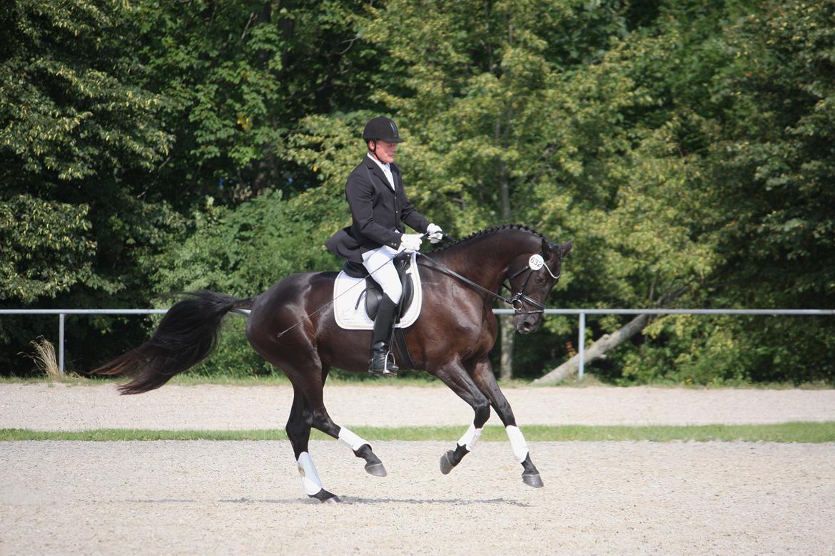 Dansk Varmblod Candie billede 4